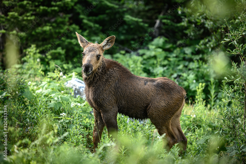 Fototapeta premium Young Moose Calf with Fluffy Fur