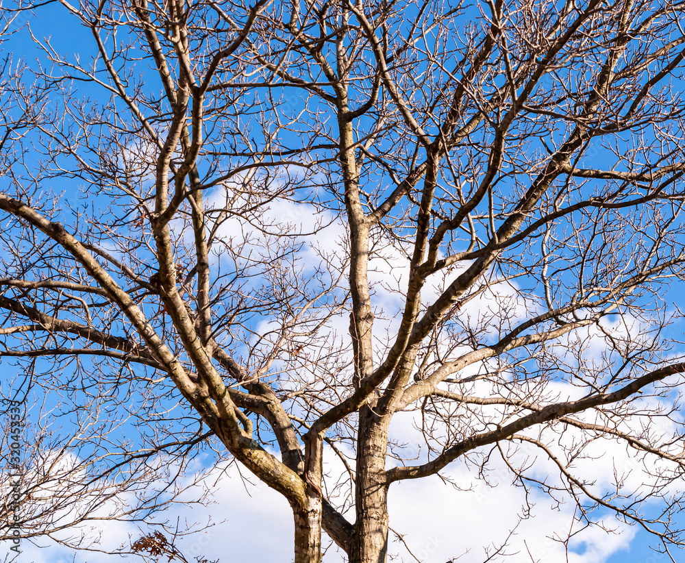 A bare winter tree with a blue sky and white clouds in the background A bare winter tree with a blue sky and white clouds in the background