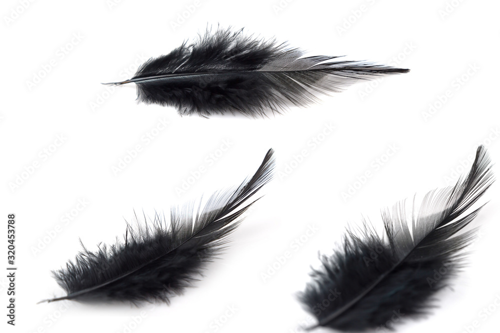 Close up Black feathers isolated Close up Black feathers isolated
