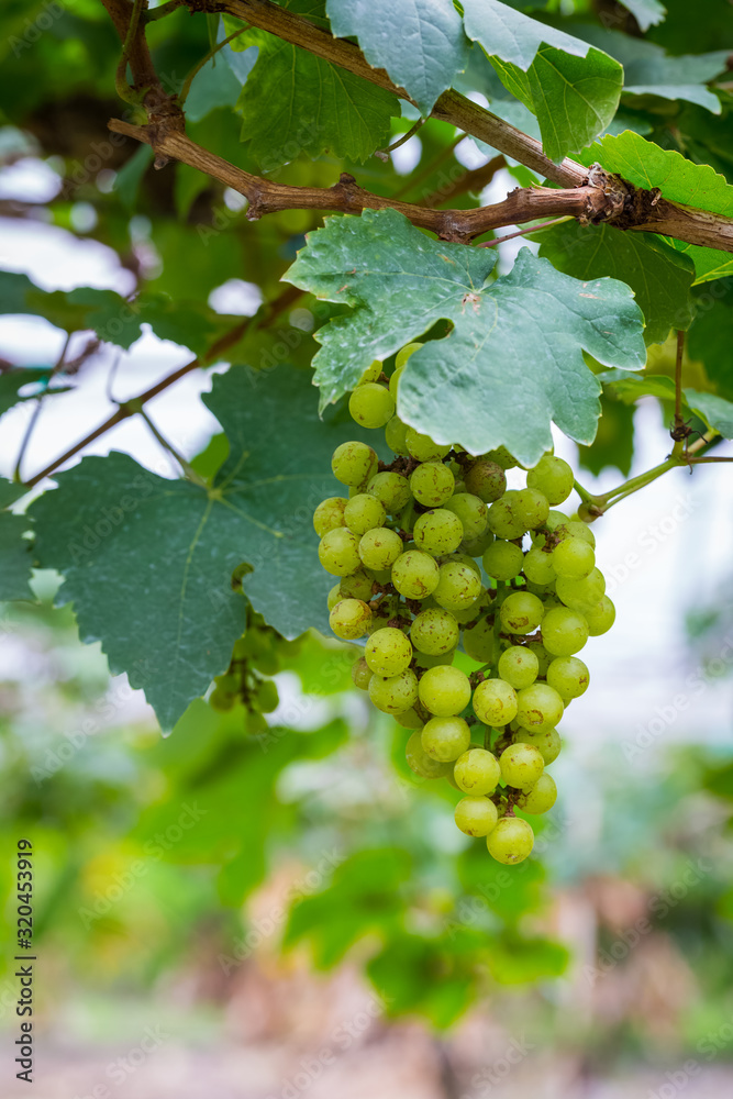 Fresh green grapes on the tree