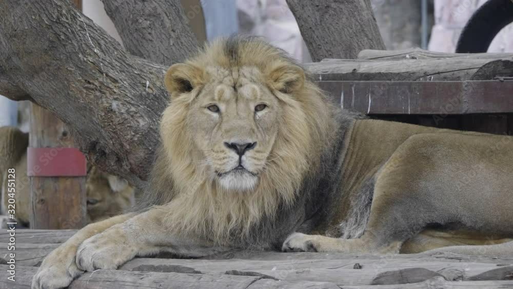 Portrait lion basking in the warm sun after dinner. Portrait lion basking in the warm sun after dinner.