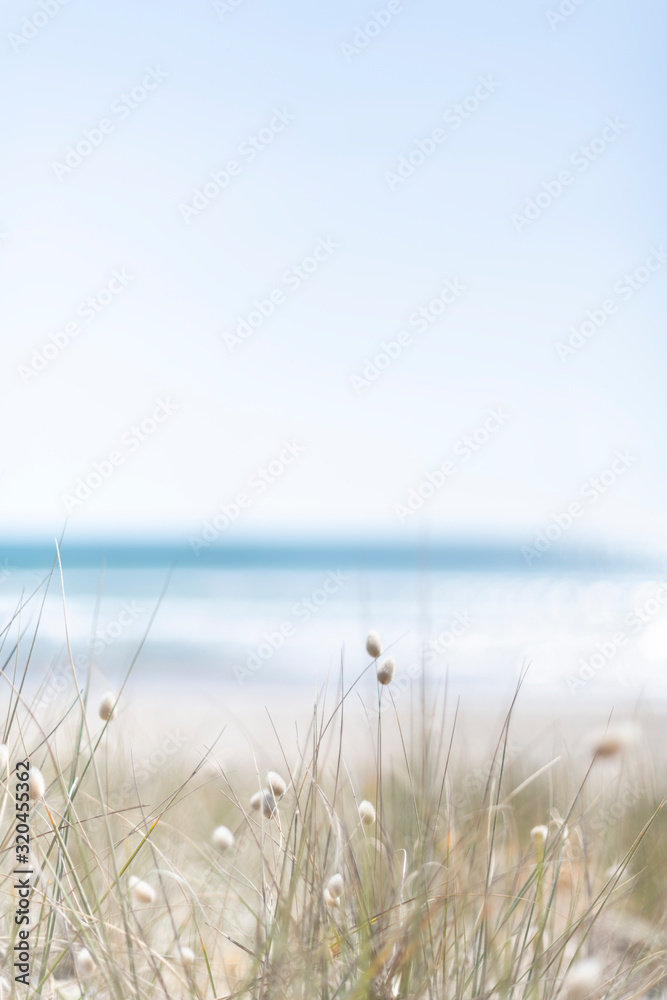 View over rabbit's foot grass to ocean on a summer day View over rabbit's foot grass to ocean on a summer day
