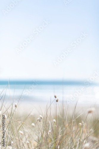 View over rabbit s foot grass to ocean on a summer day