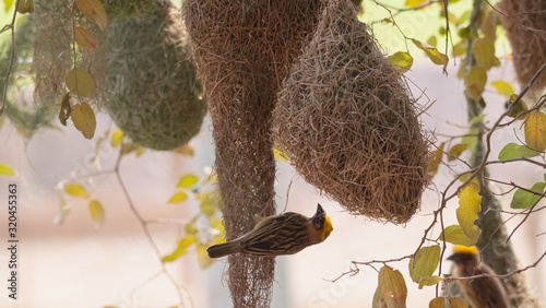 Fotografie The golden-breasted bird is nesting in a tree hanging on the tree