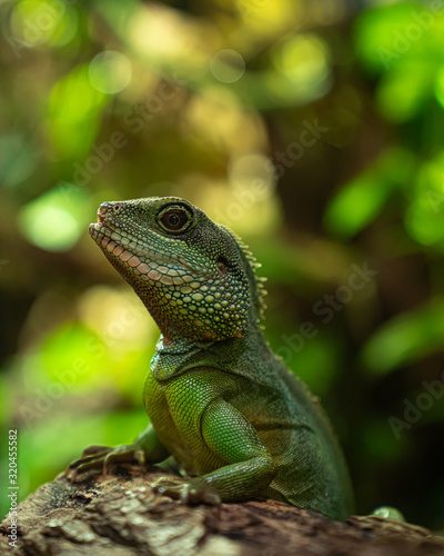 green iguana on tree