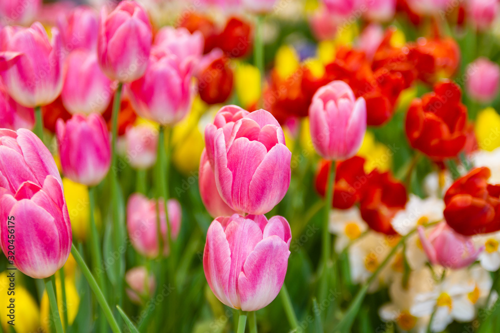 Pink tulips flower, beautifuly flower in garden plant, tulip spring-blooming Pink tulips flower, beautifuly flower in garden plant, tulip spring-blooming
