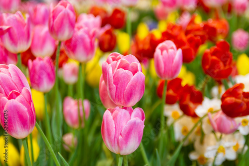 Fototapeta Naklejka Na Ścianę i Meble -  Pink tulips flower, beautifuly flower in garden plant, tulip spring-blooming