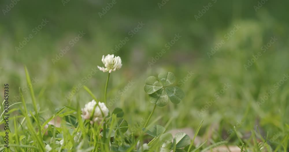 Good luck charm, lucky four leaf clover in a grassy field. Good luck charm, lucky four leaf clover in a grassy field.