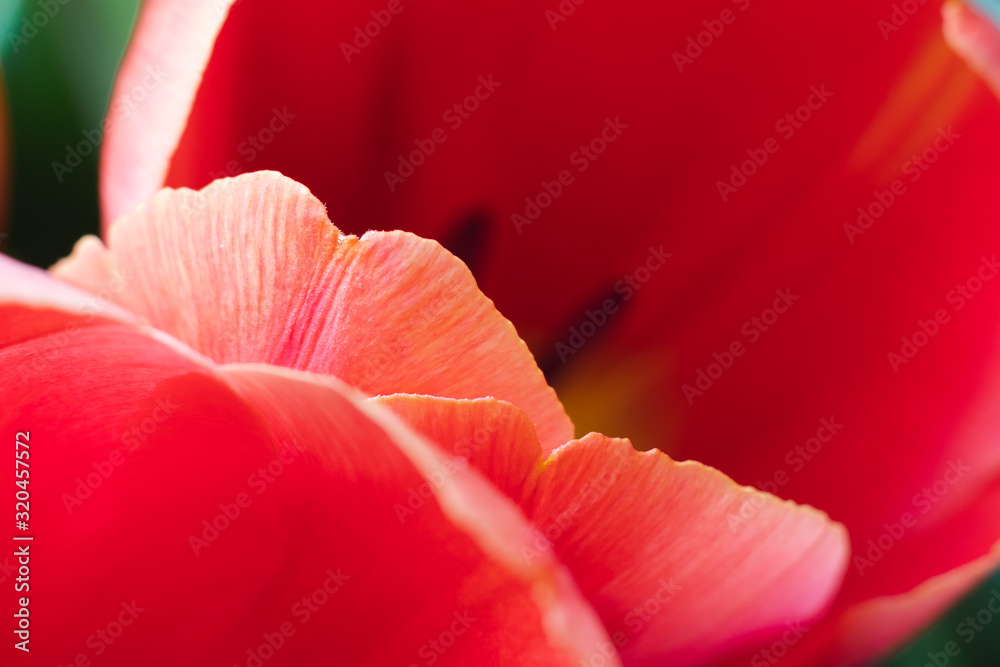 Red tulip. Full frame macro shot of beautiful spring flower Red tulip. Full frame macro shot of beautiful spring flower