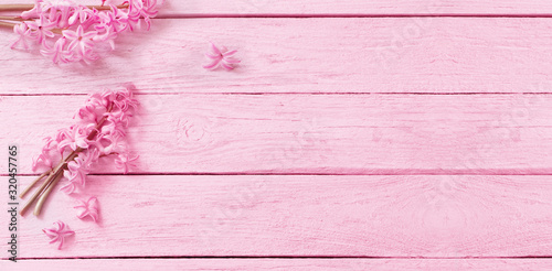pink hyacinth on pink wooden background