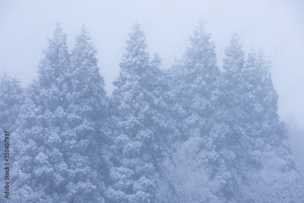 秋田県の雪景色 冬の朝 山と森林 霧に包まれた風景 秋田県の雪景色 冬の朝 山と森林 霧に包まれた風景