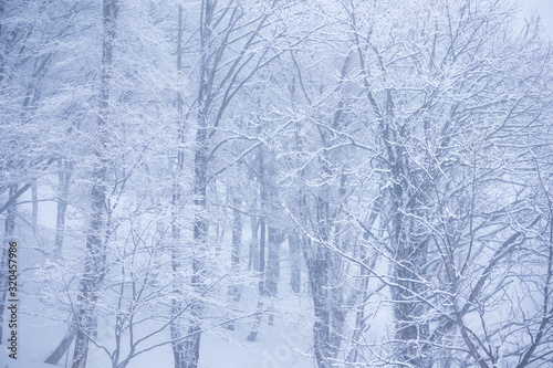 秋田県の雪景色　冬の朝　山と森林　霧に包まれた風景 © amosfal