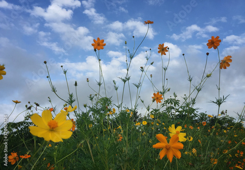 field of daisies and blue sky