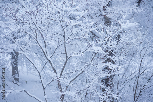秋田県の雪景色 冬の朝 山と森林 霧に包まれた風景