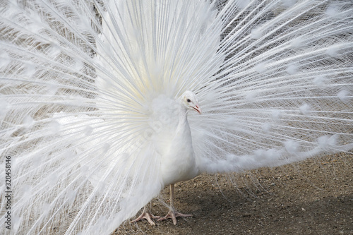 close up on white peacock with spreading tail feather