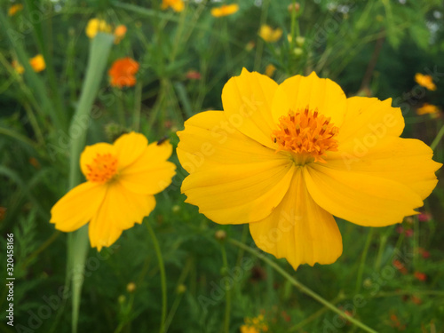 yellow cosmos flowers in the garden