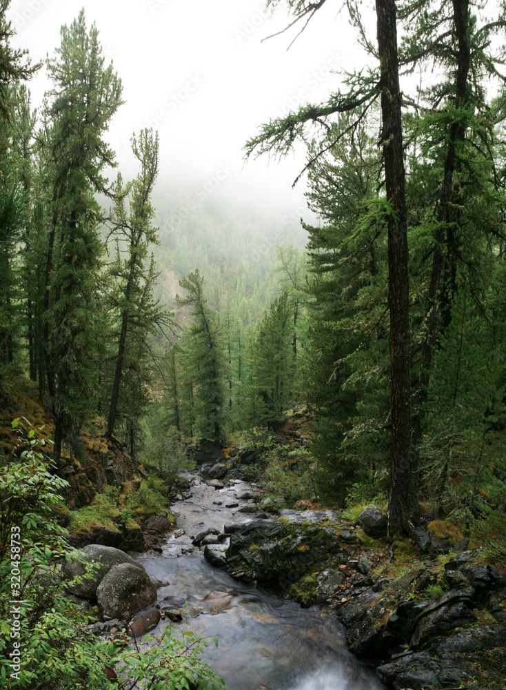 Fototapeta premium Siberian taiga, dense forest, conifers. A stream in the rocky shores. Natural light.