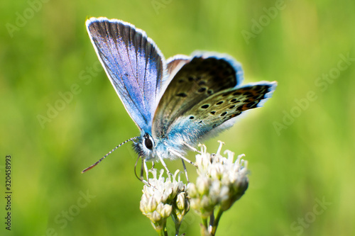 Photography A beautiful blue butterfly Polyommatus icarus sits on a flower