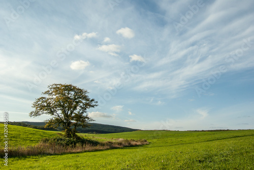 広い青空と広がる丘と一本の木
