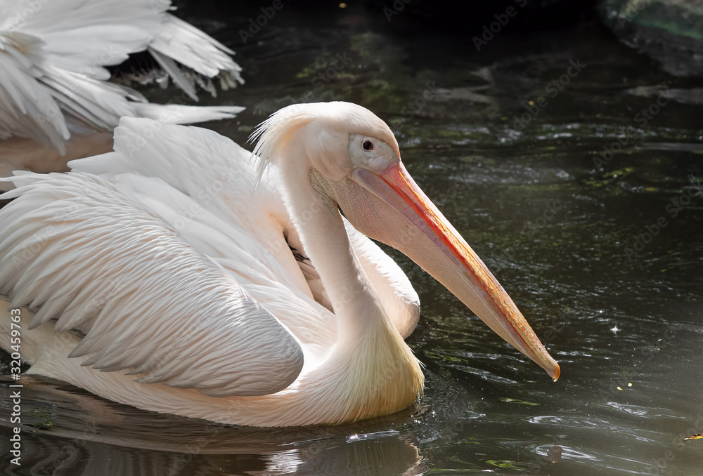 Close up Great White Pelican was Floating in the Swamp Close up Great White Pelican was Floating in the Swamp
