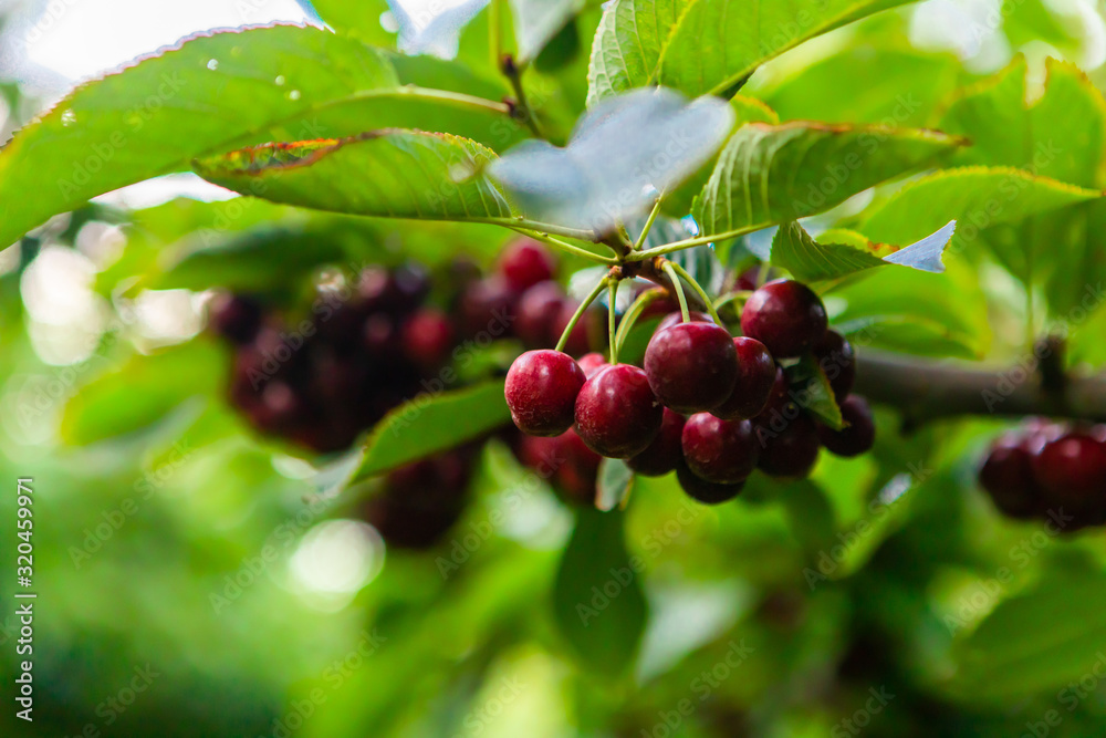 Close-up view sweet black cherries hanging on the tree branch. Delicious and juicy lapins cherries ready for harvest season