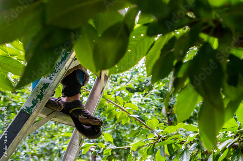 Seasonal worker with old torn shoes standing on the ladder and picking black sweet lapins cherries from the tree. Migrant worker at cherry orchard