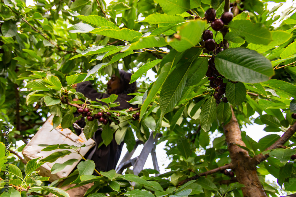 Raw lapins cherry fruits on the tree branch. Seasonal farm worker picking fresh cherries in the background. Cherry harvest. Selective focus Raw lapins cherry fruits on the tree branch. Seasonal farm worker picking fresh cherries in the background. Cherry harvest. Selective focus