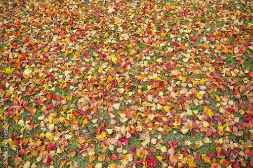 南京櫨の落ち葉