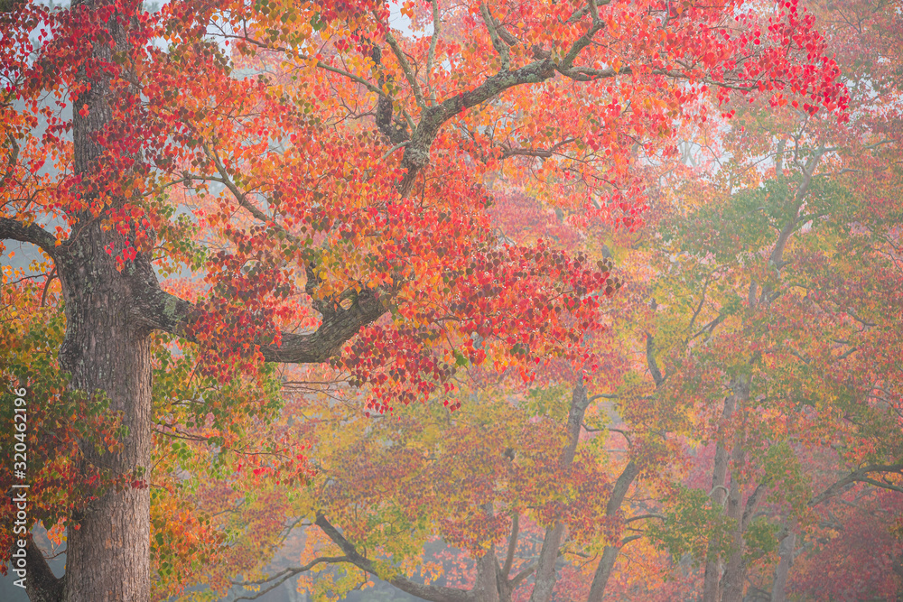 南京櫨の紅葉