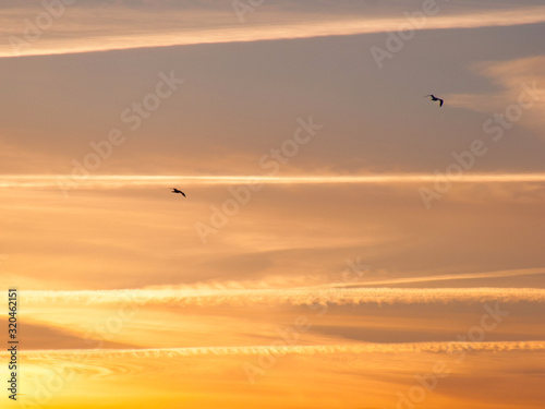 Seagulls on sunset sky background