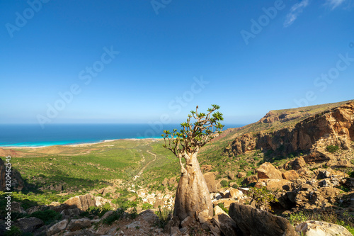 Adenium Obesum Socotranum with Arabian Sea in the background, Socotra, Yemen photo