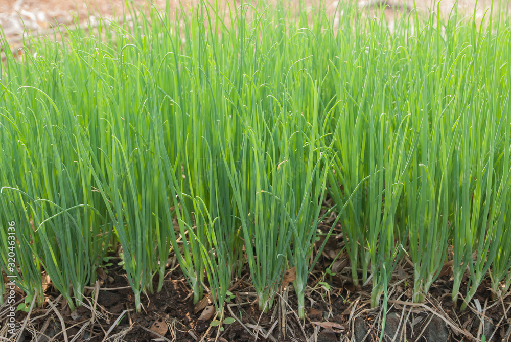 Fototapeta premium Aliurmcepa var aggregatum, Green Shallot, Green Shallot from Thailand country