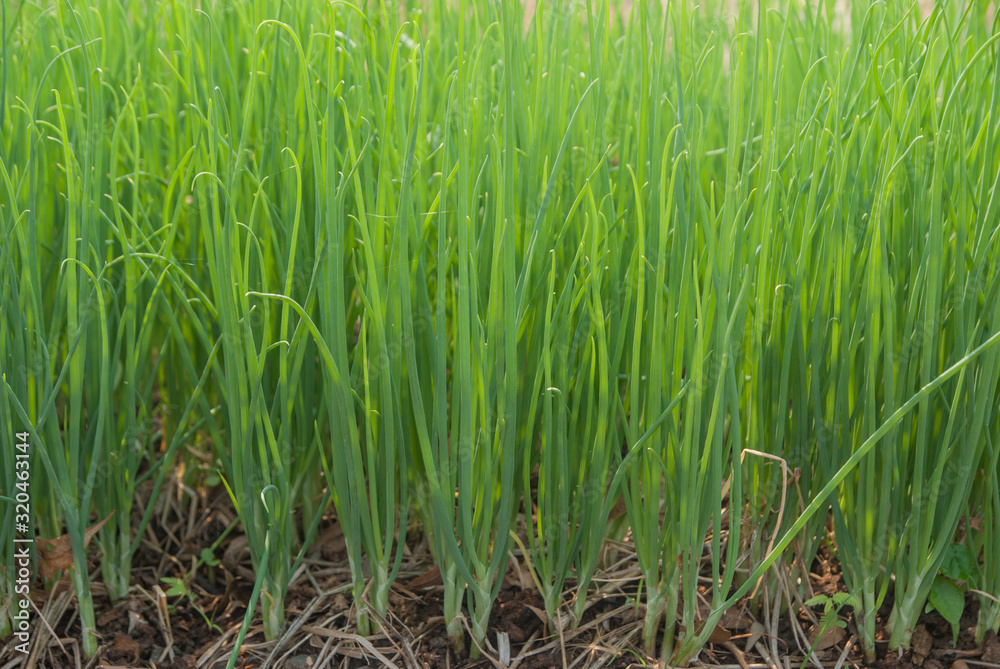 Obraz premium Aliurmcepa var aggregatum, Green Shallot, Green Shallot from Thailand country