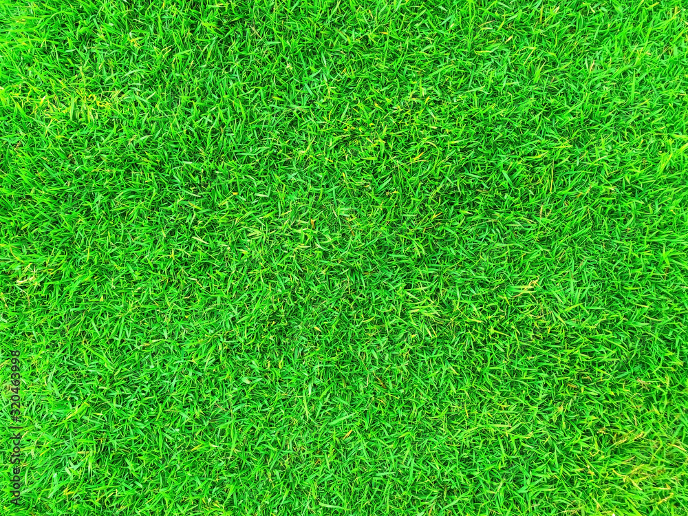 Green grass texture background, Green lawn, Backyard for background, Grass texture, Green lawn desktop picture, Park lawn texture. Green grass texture background, Green lawn, Backyard for background, Grass texture, Green lawn desktop picture, Park lawn texture.