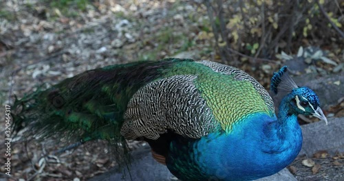 One beautiful male peacock close up photo