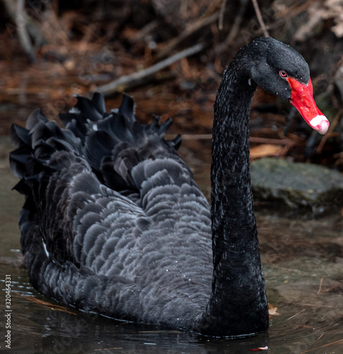 Dramatic Black and White Plumage on a Black Swan with Red Bill on a Rippling Pond
