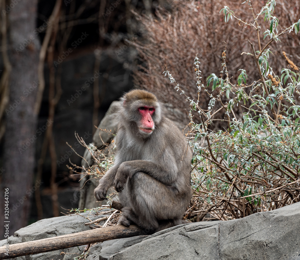 Fototapeta premium Brown Fur and Pink Face on a Japanese Macaque on Rocky Outcrop 