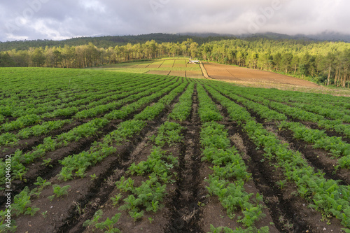 Batu Tourism Field