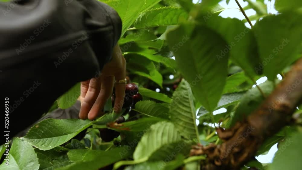 Professional agricultural industry worker picking sweet black cherries from the tree. Migrant man hands picking lapins cherries. View from bottom