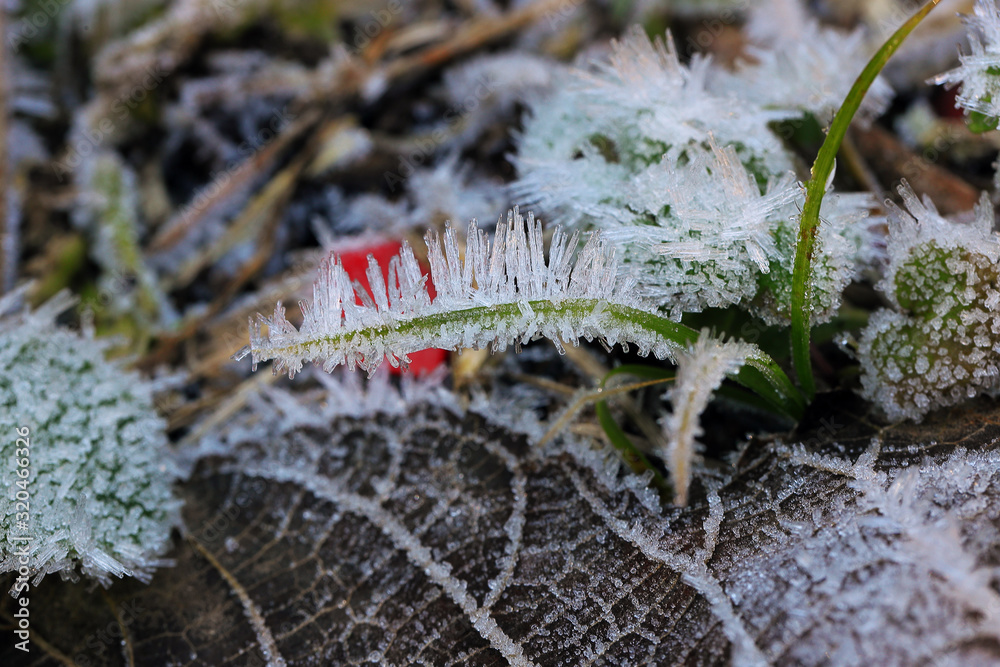 Naklejka premium 霜の朝