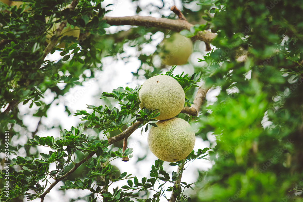 Limonia, Curd Fruit, Elephant Apple, Gelingga, Kavath, Monkey Fruit, Wood Apple Limonia, Curd Fruit, Elephant Apple, Gelingga, Kavath, Monkey Fruit, Wood Apple