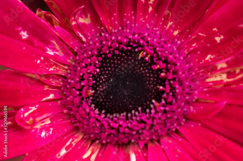 closeup red gerbera daisy