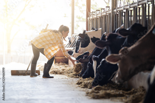 Obraz na płótnie Farmer woman is feeding the cows. Cow eating grass