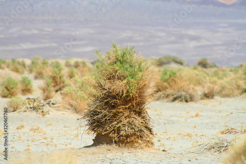 Arrow Weed (CA 04059)