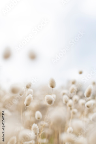 View over rabbit's foot grass at the beach to sky on a cloudy bright day