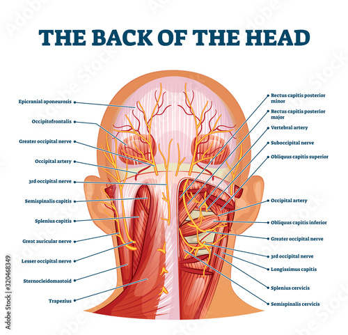 Back of the head muscle structure and nerve system diagram photo
