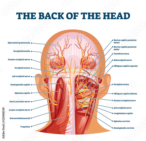 Back of the head muscle structure and nerve system diagram