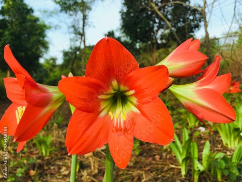 Close up bouquet shot of orange Hippeastrum Puniceum lily flower