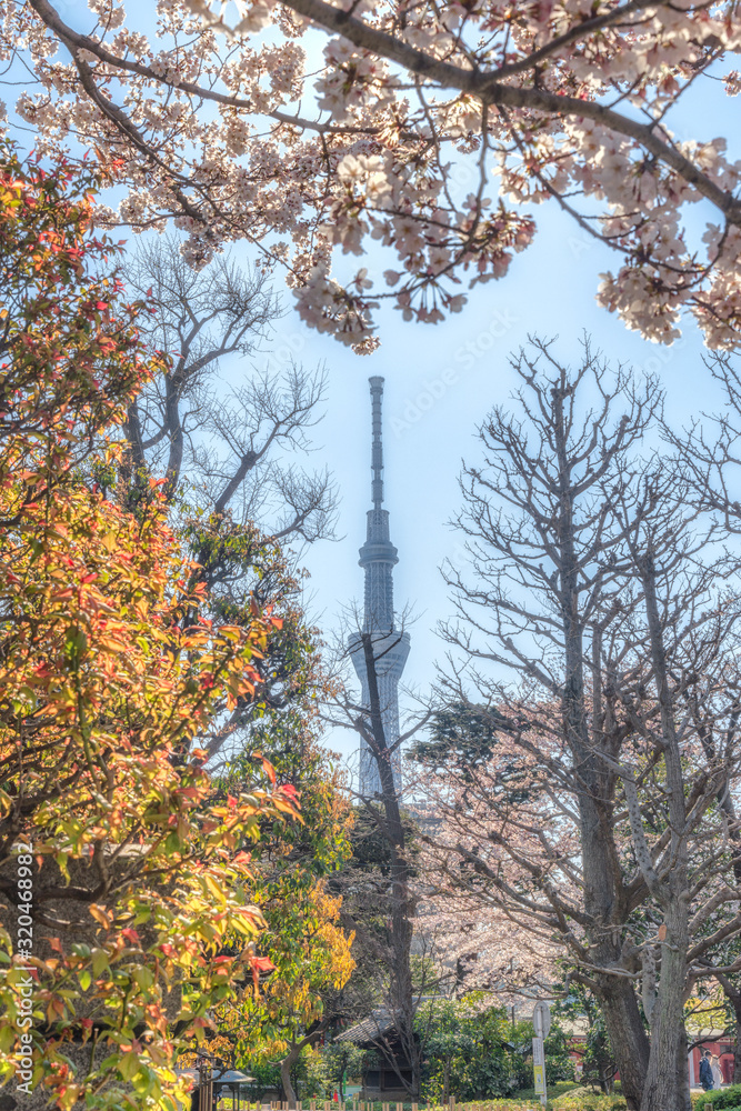 The scenery of the Tokyo Sky Tree with sakura blooming and colorful foliage taken from inside Sensoji or Asaksa temple in Tokyo, Japan.