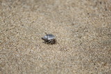 beetle on sand